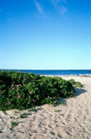 Nantucket Horizon Series #13