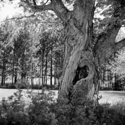 Tree Series #10